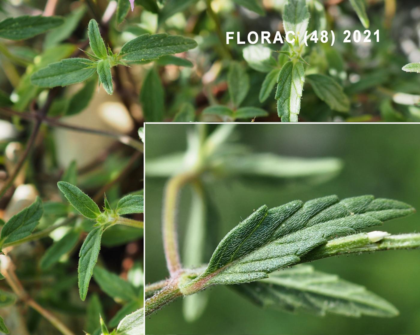 Hemp-Nettle, Broad-leaved leaf